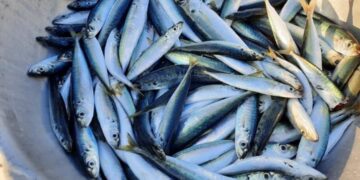 Kinh nghiệm chọn cá nục ngon