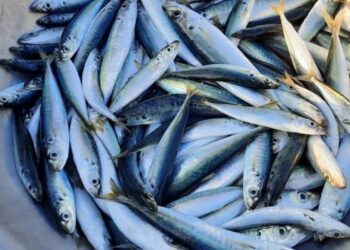Đặc điểm của cá nục Cá nục là cá gì? Sống ở đâu?