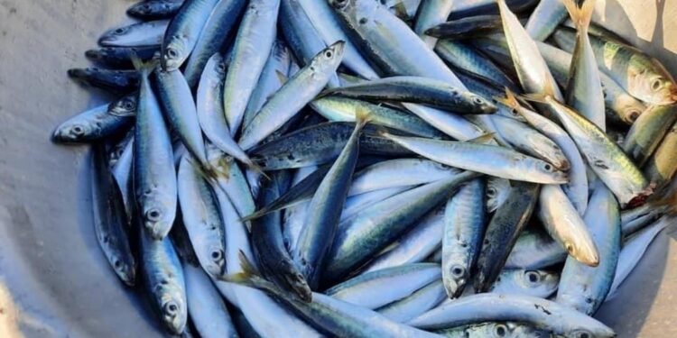 Đặc điểm của cá nục Cá nục là cá gì? Sống ở đâu?