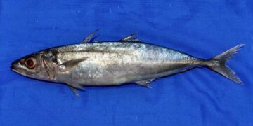 Cân bằng lượng cholesterol trong máu