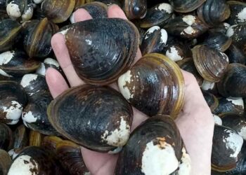 Các món ăn, bài thuốc làm từ hến
