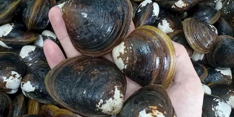 Các món ăn, bài thuốc làm từ hến