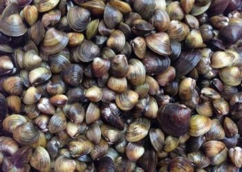 Cách chọn mua hến