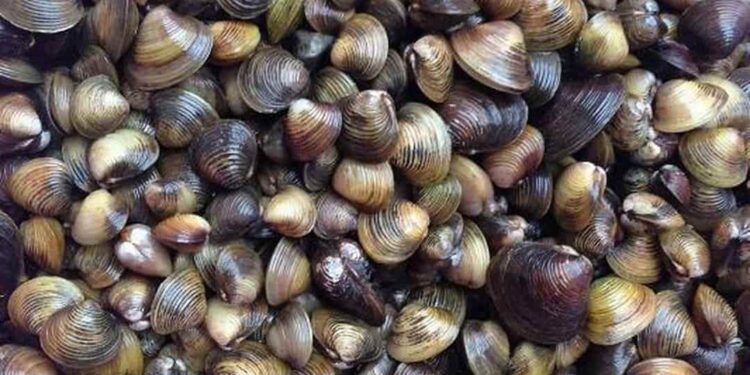 Cách chọn mua hến