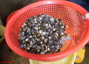Cách bảo quản hến