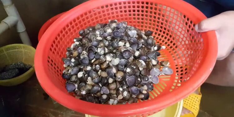 Cách bảo quản hến