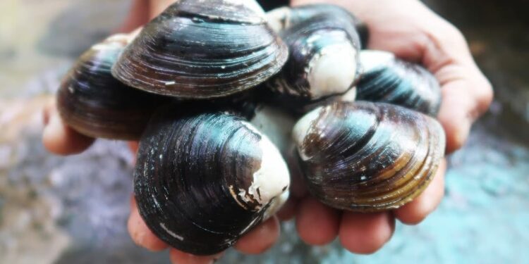 Ai không nên ăn hến? - lưu ý khi ăn hến