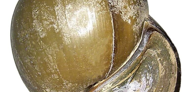 Cách nấu ốc bươu hấp sả