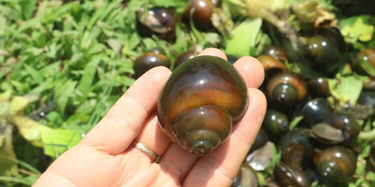 Làm nước sốt ốc nướng tiêu 