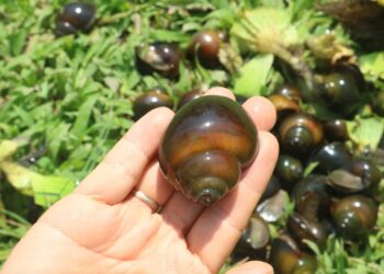 Nhiều người cũng lo ngại sự lẫn lộn giữa