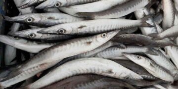 Tại Sao Cá Nhồng Là Món Ăn Tốt Cho Sức Khỏe?