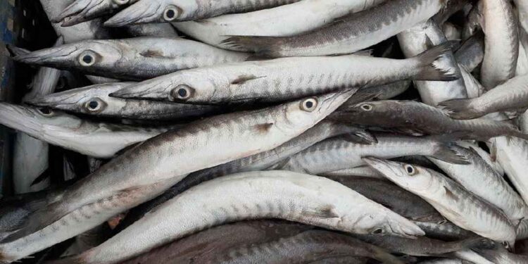 Tại Sao Cá Nhồng Là Món Ăn Tốt Cho Sức Khỏe?