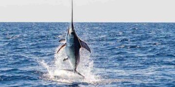 Đặc điểm phân bố của cá kiếm