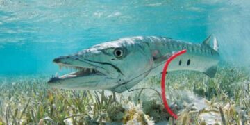 Đặc điểm của cá nhồng