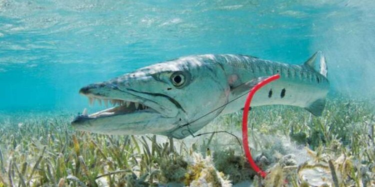 Đặc điểm của cá nhồng