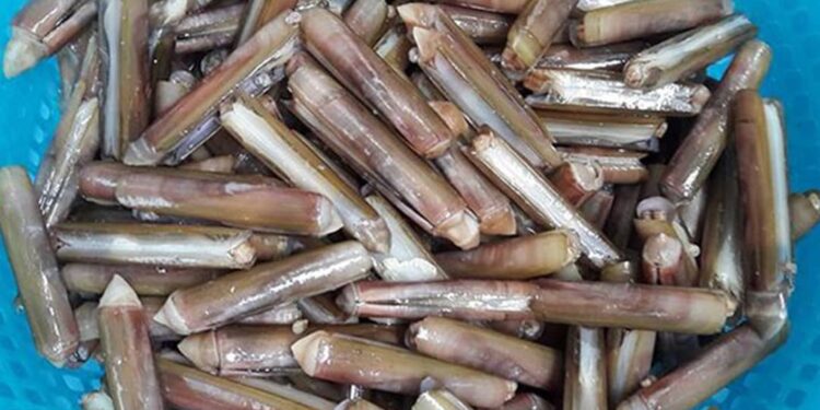 Cách sơ chế ốc móng tay trước khi chế biến