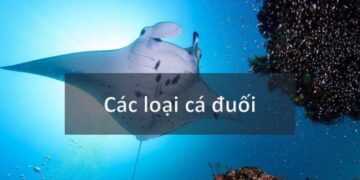 Các loại cá đuối phân bố rộng rãi khắp vùng biển