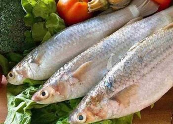 Cách Để Khám Phá Công Dụng Sức Khỏe của Cá Đối