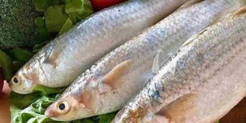 Cách Để Khám Phá Công Dụng Sức Khỏe của Cá Đối