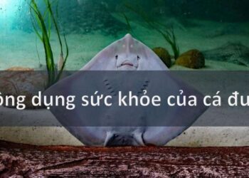 Cá Đuối: Một Nguồn Dinh Dưỡng Tuyệt Vời cho Sức Khỏe