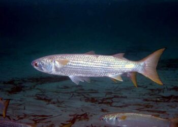 Giới thiệu về Cá Đối