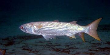 Giới thiệu về Cá Đối