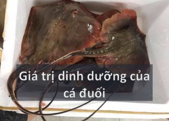 Giá trị dinh dưỡng của cá đuối