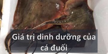 Giá trị dinh dưỡng của cá đuối