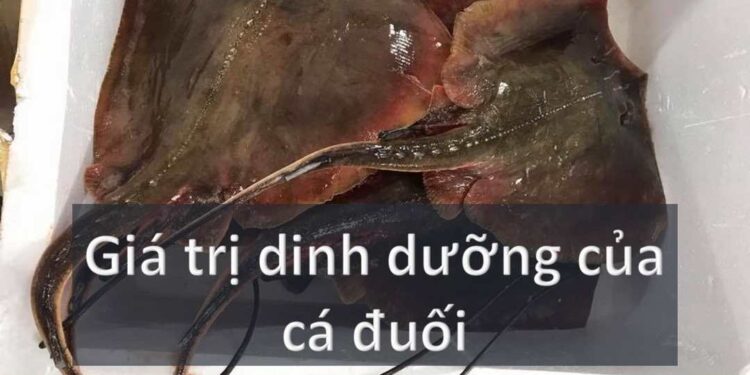 Giá trị dinh dưỡng của cá đuối