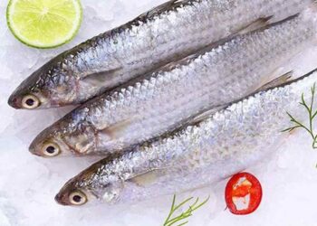 Cách Chọn và Bảo Quản Cá Đối Đúng Cách