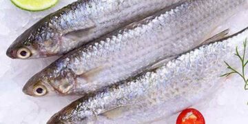 Cách Chọn và Bảo Quản Cá Đối Đúng Cách