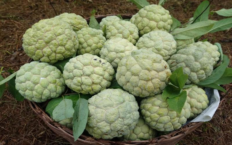 Du khách có thể mua na Chi Lăng được trồng trên núi đá có mùi vị thơm ngon về làm quà