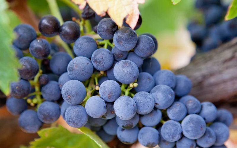 Có tới 130 giống nho khác nhau được trồng tại Úc